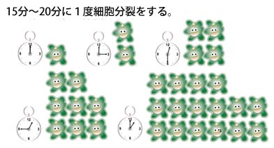 バクテリアの活性