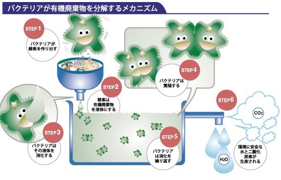 バクテリアメカニズム